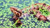 How to identify (and avoid) NC’s venomous cottonmouth (aka water moccasin) snake