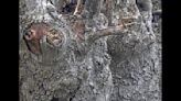 Can you spot the hidden owl? ‘Retweet when you find it’