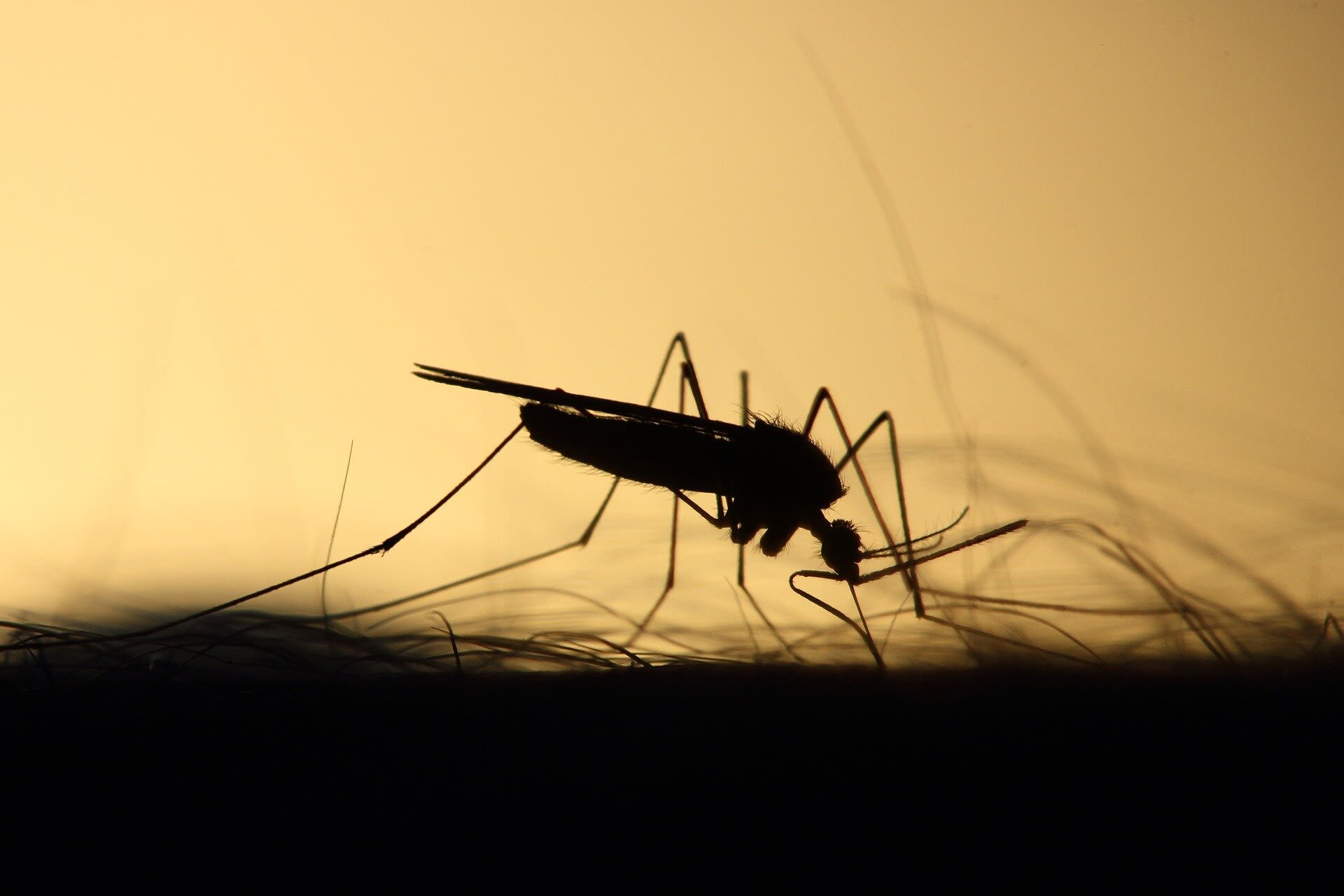 EU watchdog green lights first vaccine against Chikungunya
