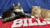 Erik Brady: We wish Monty, our Maine Coon cat, could have had nine lives