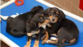 Animal Rescue League Of Iowa Caring For High Number Of Puppies | 1430 KASI