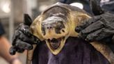 Georgia aquarium rehabbing nearly a dozen endangered turtles that have been ‘cold-stunned’