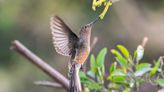 Mini Backpacks Reveal New Giant Hummingbird Species