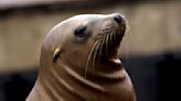 'Very pregnant' sea lion found on California golf course is returned to the Pacific Ocean