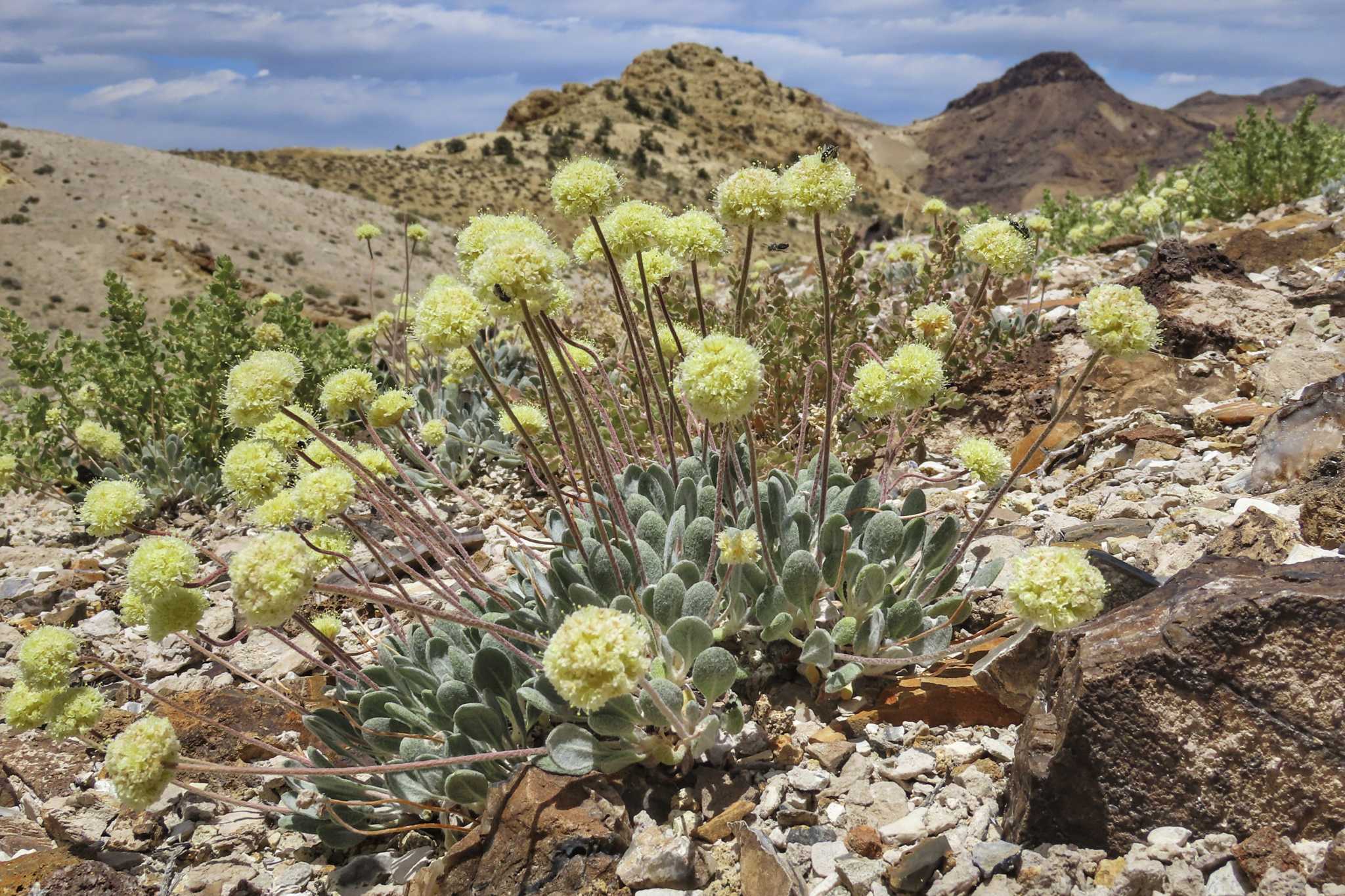 US agency review says Nevada lithium mine can co-exist with endangered flower