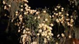 See rare cactus bloom tonight at Selby Gardens | Your Observer