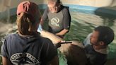 A sawfish rescued from Florida Keys die-off and brought to Mote Marine has died