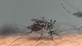 Invasive mosquito known to spread dengue found in Santa Clara County