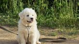 Great Pyrenees Puppy Thrown From Moving Car