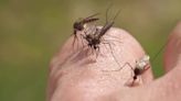 Human case of dengue fever in Hillsborough County