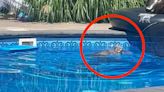 Owl Drowning In Backyard Swimming Pool Scooped To Safety Just In Time