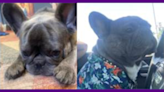 DC police search for ‘Yurman,’ stolen 2-year-old French Bulldog