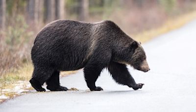 Grizzly Bear Seen Chasing Down Moose in Wild Montana Video