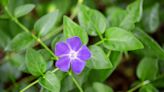 How To Grow And Care For Periwinkle