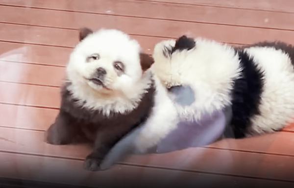 Chinese zoo under fire after dyeing dogs to resemble pandas