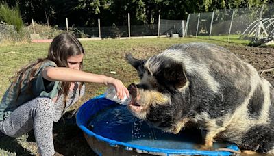 Port Orchard family says pet pigs were slaughtered after butcher business got wrong address