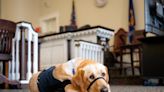 Centre County prosecutors have a new courthouse dog. She’s already making a difference