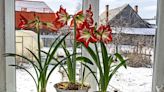 Your Guide to Amaryllis Care to Help You Make the Holidays Bright