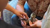 Rapid City students see rescued ducklings during Streets Division visit