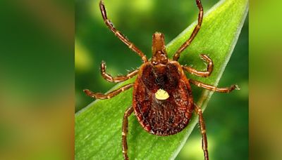 Blue Springs woman shares nightmare tick experience as summer warning