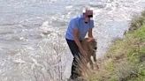 Bison calf euthanized after a Yellowstone visitor lifted it out of a river, causing the herd to reject it