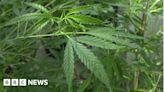 Decriminalising cannabis in Jersey could cause harm - expert