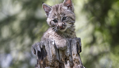 Grandmother Has Family of Bobcat Babies Living Under Her Deck and It’s Too Cute