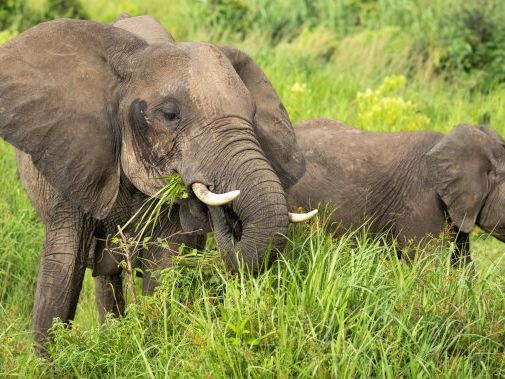 Tourist trampled to death by elephants while taking photos in South Africa - National | Globalnews.ca