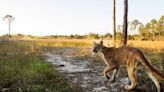 Endangered Florida panthers can recover: This bill will help