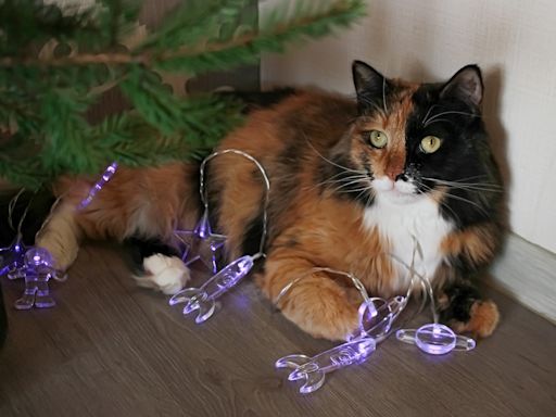 'Patchwork' Maine Coon Cat Is Actually a Rare Genetic Chimera