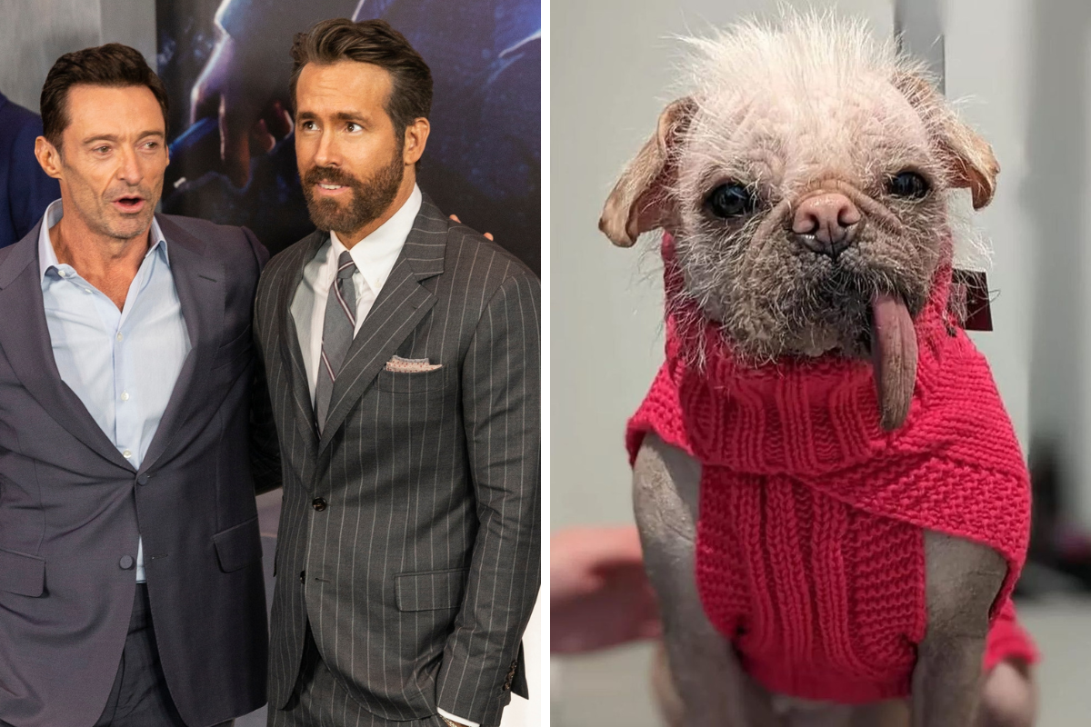 'Britain's Ugliest Dog' Set to Make Her Blockbuster Debut Thanks to Ryan Reynolds and Hugh Jackman