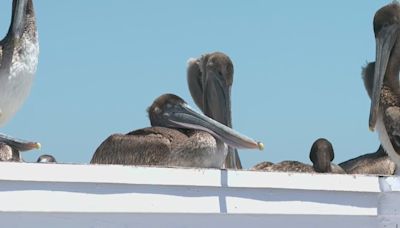 Sick, dying pelicans continue appearing at Southern California beaches