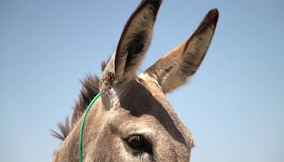 DONKEY MASSACRE: Reward money increases during search for those responsible for wild burro killings