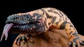 We wouldn't have Ozempic without Gila monsters — their hunger-regulating venom inspired weight-loss drugs