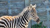 Zebra Foal Born at Cape May County Zoo