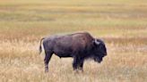 Yellowstone Tourist Roars at Bison Before Getting Attacked