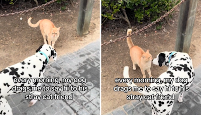 Dog who says hi to stray cat bestie every morning melts hearts: "Adopt her"