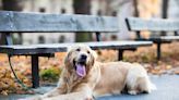 Golden Retriever Making His Theater Debut in 'Annie' Has Everyone Cheering