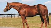 Pennsylvania Leaderboard: Uptowncharlybrown Sets The Pace Among Stallion Award Earners