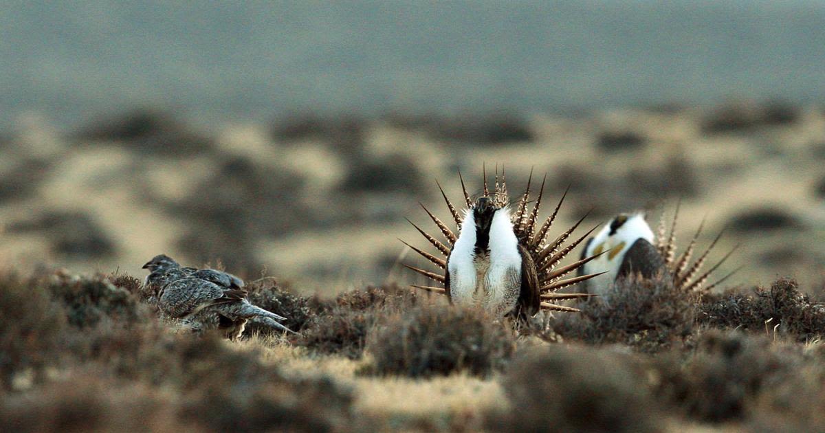 Federal agency presents potential plans to support greater sage-grouse | OUT WEST ROUNDUP