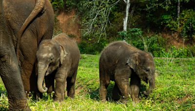 Extremely Rare Set of Elephant Twins Born in Thailand Called a ‘Miracle'