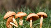 Cercle de fée : si ces champignons apparaissent sur votre pelouse c’est signe de chance