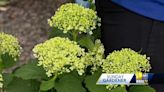 Caring for Hydrangeas: It's time for Sunday Gardener