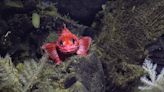 Federal government and coastal First Nations in B.C. announce largest marine protected area in Canada | CBC News