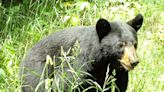 ‘Adventurous baby bear’ spotted on popular waterfront trail in Traverse City