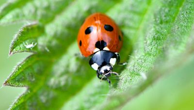 La crise climatique a un grave impact sur la couleur et la vie sexuelle des insectes, selon une étude