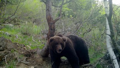 Detectadas dos familias de osos con oseznos en el Vall d'Aran