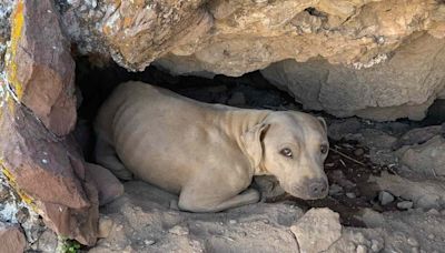 Dog Rescued After Being Found Hiding in Small Cutout on Side of Mountain in Arizona