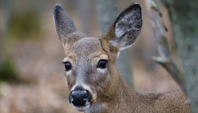 Applications open for antlerless deer draw in Nova Scotia