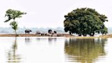 Assam Floods: 61 Camps At Kaziranga National Park Inundated As Brahmaputra River Water Level Rises